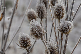 Winter Collection