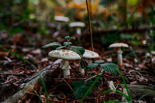 Autumn Collection