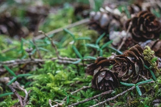 Forest Floor Collection