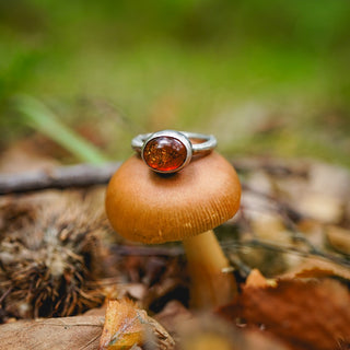 Amber Sapling - UK N/US 7
