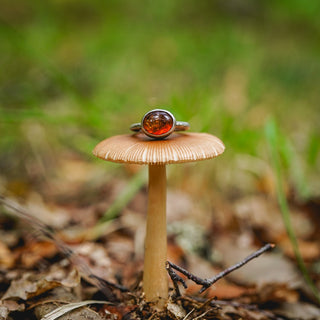 Amber Sapling - UK N/US 7