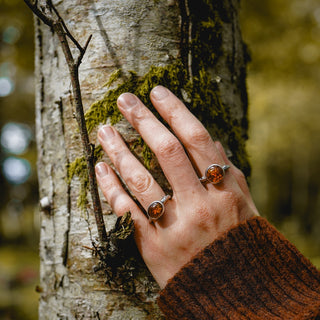 Amber Sapling - UK N/US 7