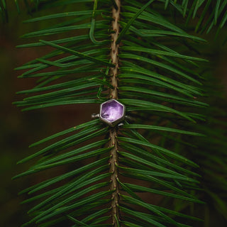 Winter Magic Sapling - Size UK L/US 6