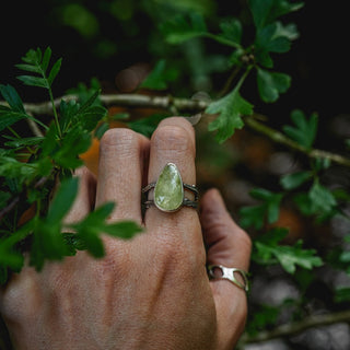 Summer Eves Sapling - Size UK N/US 7