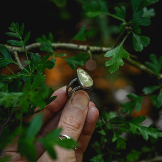 Summer Eves Sapling - Size UK N/US 7