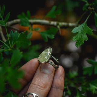 Summer Eves Sapling - Size UK N/US 7
