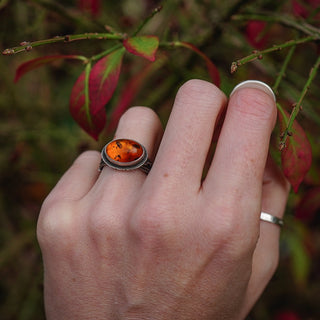 Amber Sapling - UK L/US 6
