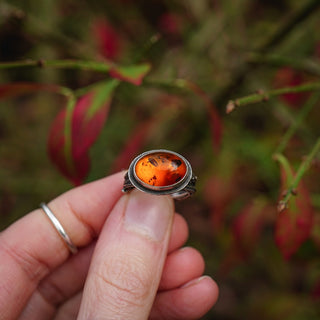 Amber Sapling - UK L/US 6