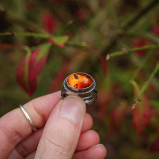 Amber Sapling - UK L/US 6