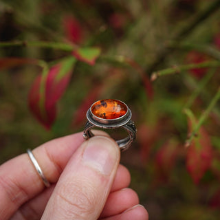Amber Sapling - UK L/US 6