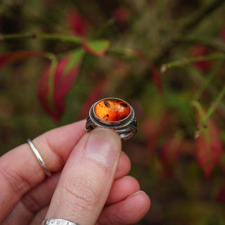 Amber Sapling - UK L/US 6