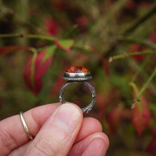 Amber Sapling - UK L/US 6