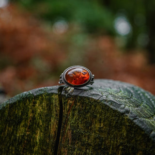 Amber Sapling - UK L/US 6