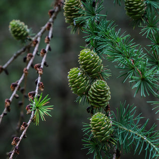 Small Pinecone Necklace